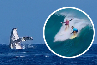 Balena Surf