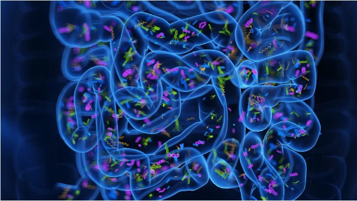 Proteina në zorrë që ka fuqi t i neutralizojë bakteret  shpresë për trajtimin e inflamacionit