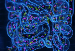 Mikrobiomi i zorrëve