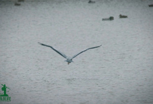 Wildlife me Arian Mavriqin