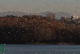 Wildlife me Arian Mavriqin