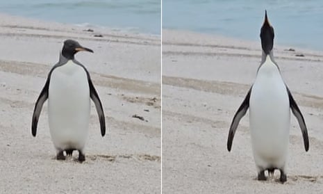 Pinguini udhëton mijëra kilometra larg mjedisit të vet, arrin në plazhin australian
