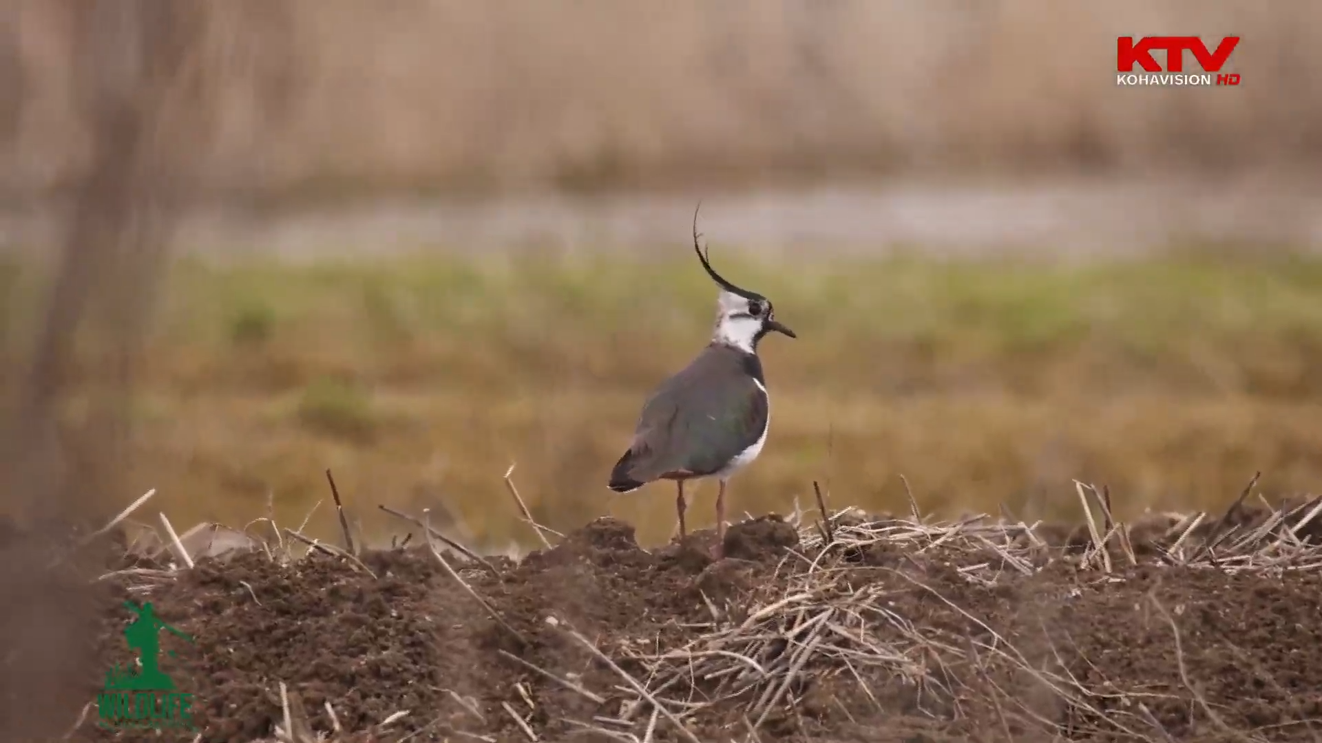 “Wildlife me Arian Mavriqin” - Giçvilja (Vanellus vanellus)