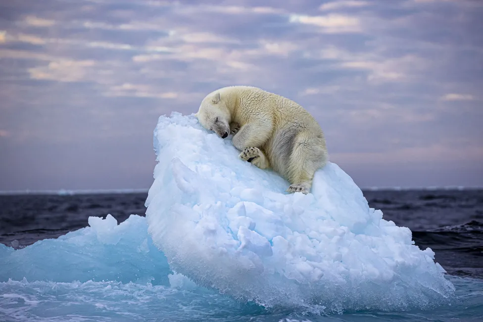 Ariu polar i fjetur ia jep çmimin prestigjioz fotografit britanik