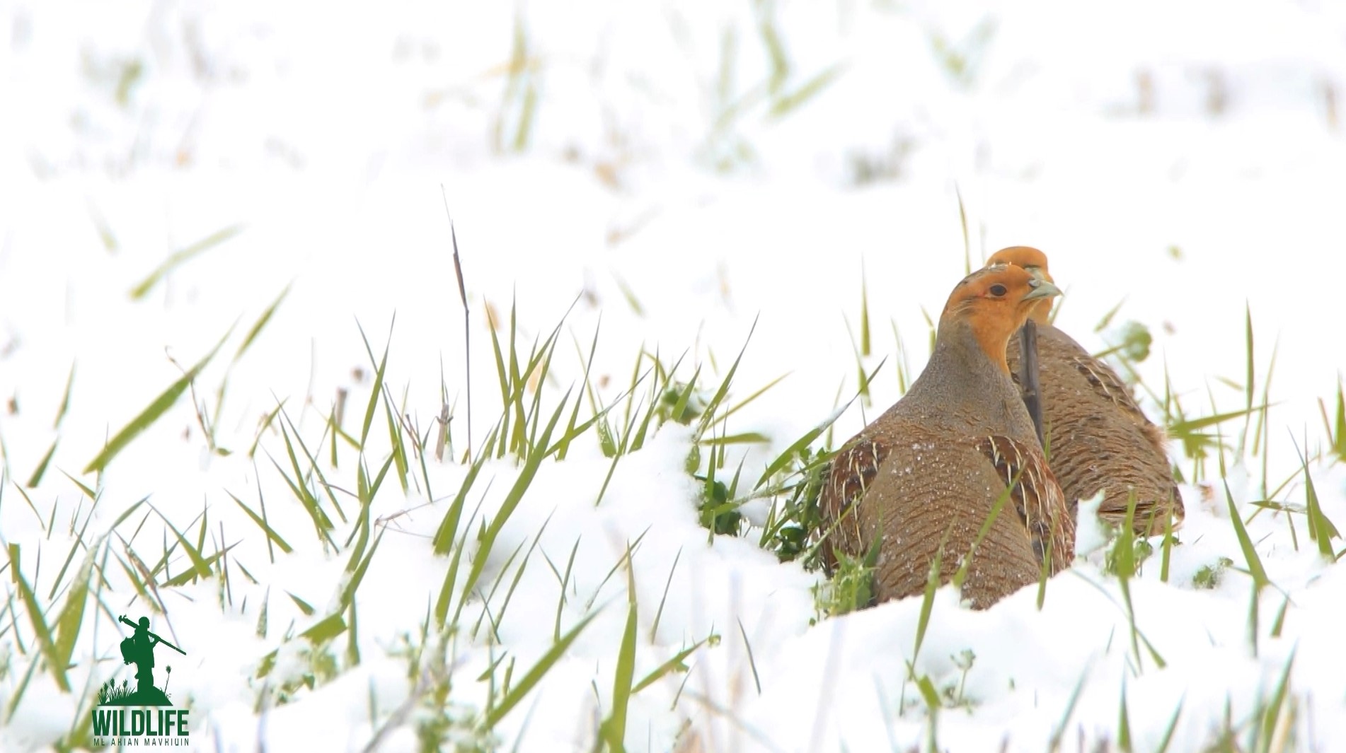 “Wildlife me Arian Mavriqin” - Thëllënzat e fushave