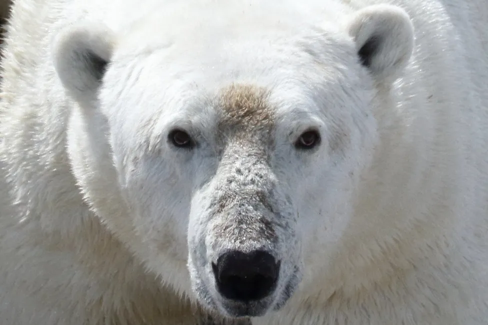 Arinjtë polarë përballë rrezikut për uri për shkak të shkrirjes së akullit