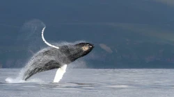 Das Geheimnis der Geräusche der Wale wird gelüftet“