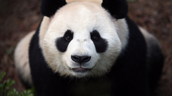 China plans to send pandas to the US