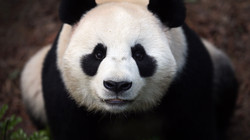 „China plant, Pandas in die USA zu schicken“
