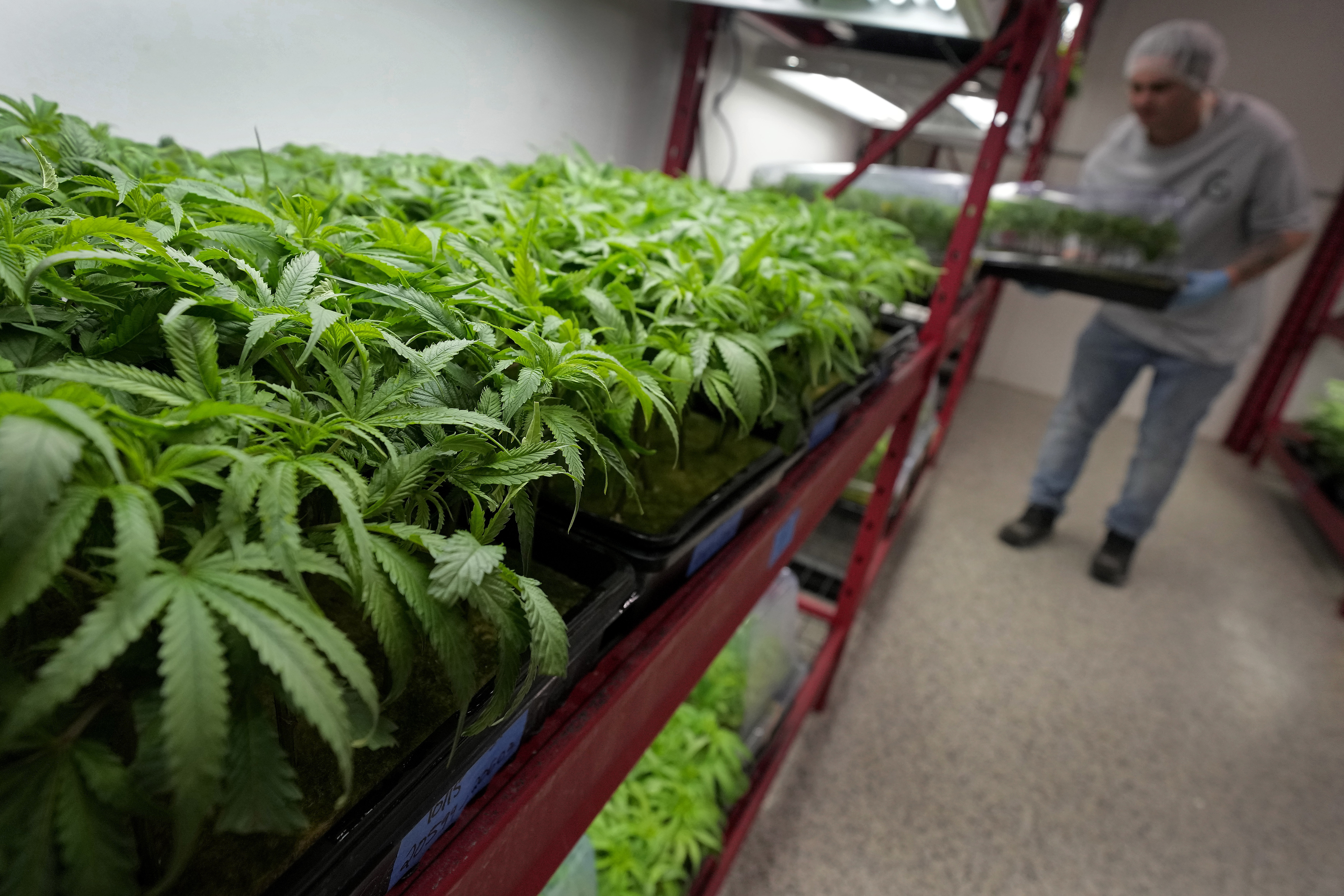 Gjermania gati ta legalizojë kanabisin për përdorim personal