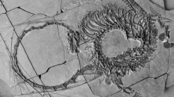 The 240 million year old "dragon" fossil is discovered
