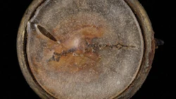 Die nach der Explosion der Atombombe in Hiroshima geschmolzene Uhr wird versteigert.
