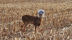 After 12 days, the deer that got the plastic container stuck on its head is rescued