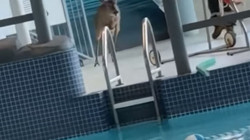 „Können Hirsche schwimmen, dieses Video beweist es“