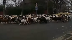 200 goats "invade" a neighborhood in Texas