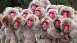 Forscher sind alarmiert: Affen verschwinden“