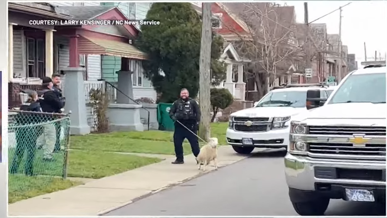 Policia kap delen që shëtiste nëpër një lagje në New York