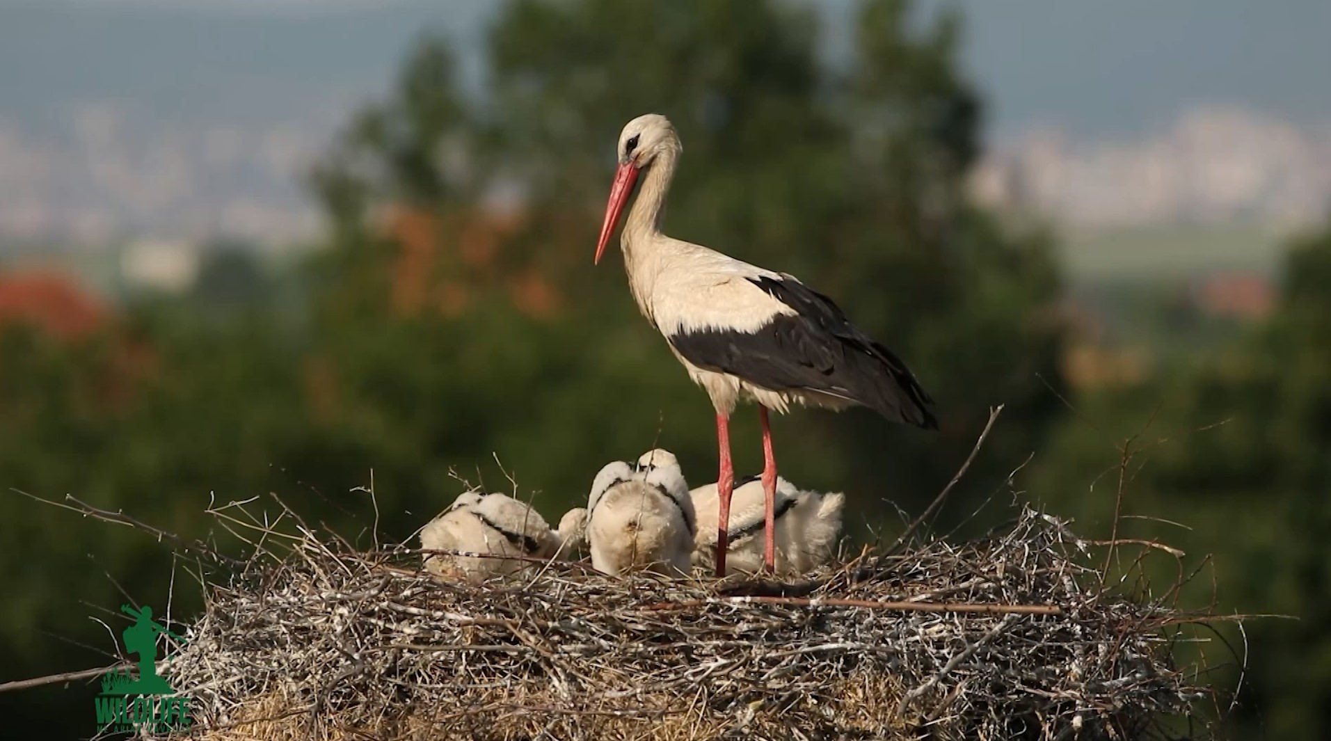 “Wildlife me Arian Mavriqin” - Lejleku i bardhë (ciconia ciconia)