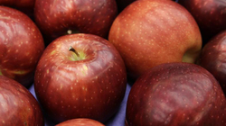 Ndikimi i mollëve te niveli i sheqerit