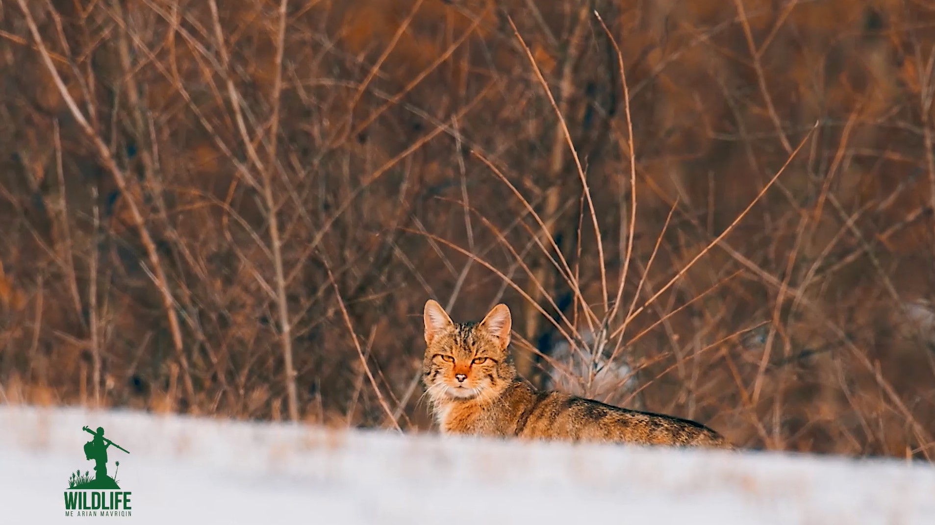 “Wildlife me Arian Mavriqin” - Maca e egër