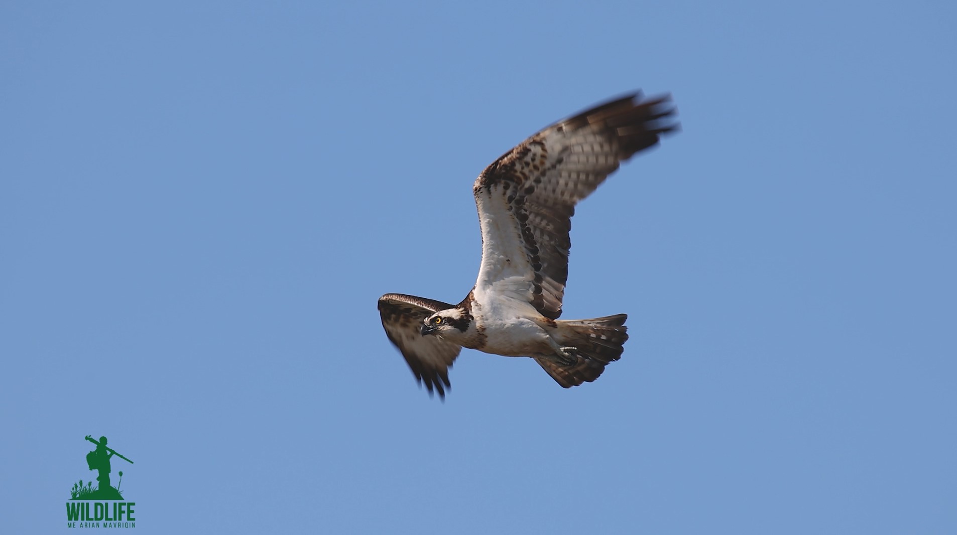 “Wildlife me Arian Mavriqin” - Osprey