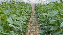 Farmers in Rahovec will be supplied with "Kornishan" cucumber seedlings.
