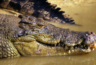 krokodil
