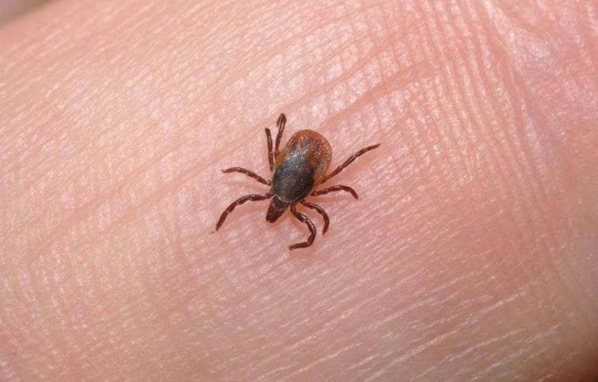 Rriqrat në Malishevë