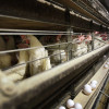 The FVA lifts the ban on the import of live animals and poultry from Albania