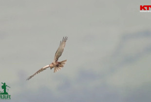 Wildlife me Arian Mavriqin