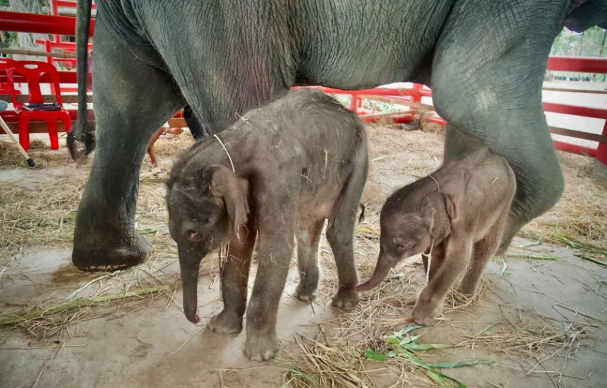 E rrallë, pjellin elefantë binjakë në Tajlandë
