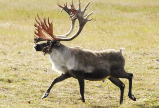 Alaska - SHBA
