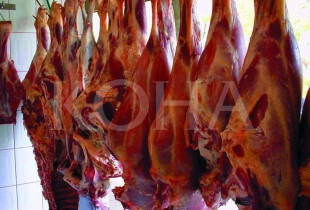 Foto ilustrim / KOHA