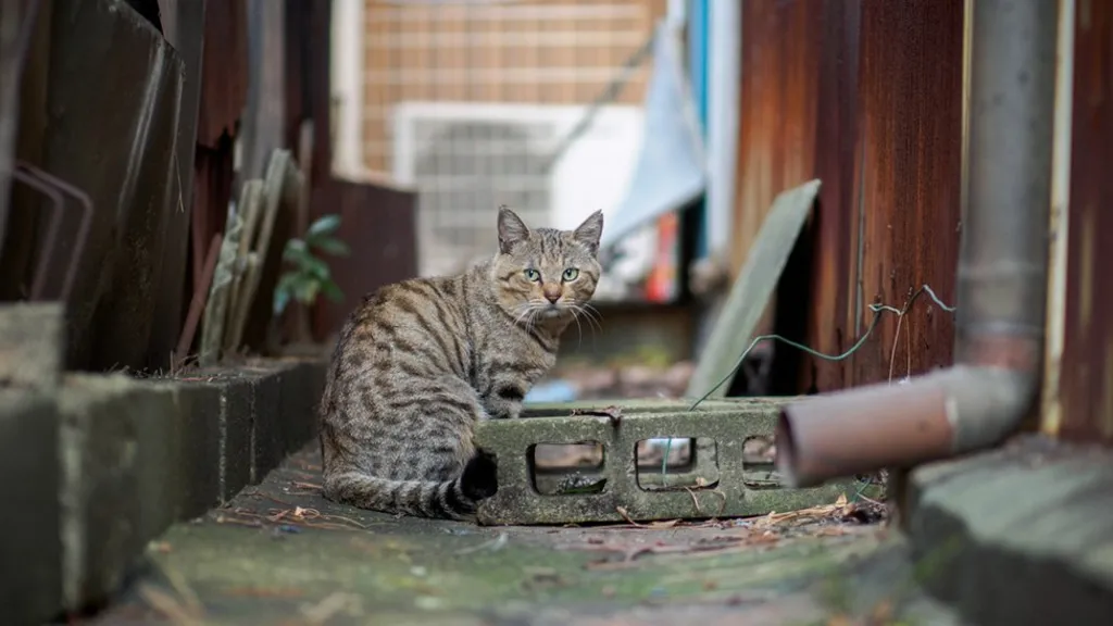 Ngrihet alarm në qytetin japonez, macja ra në rezervuarin me kimikate helmuese