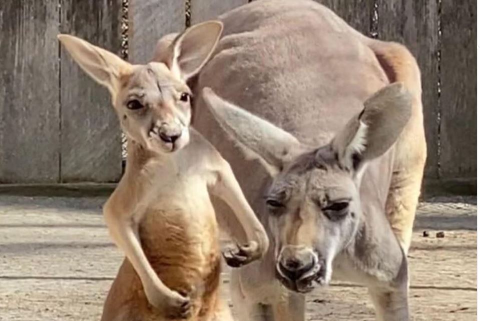 Kopshti zoologjik në SHBA del me një kërkesë të çuditshme për publikun