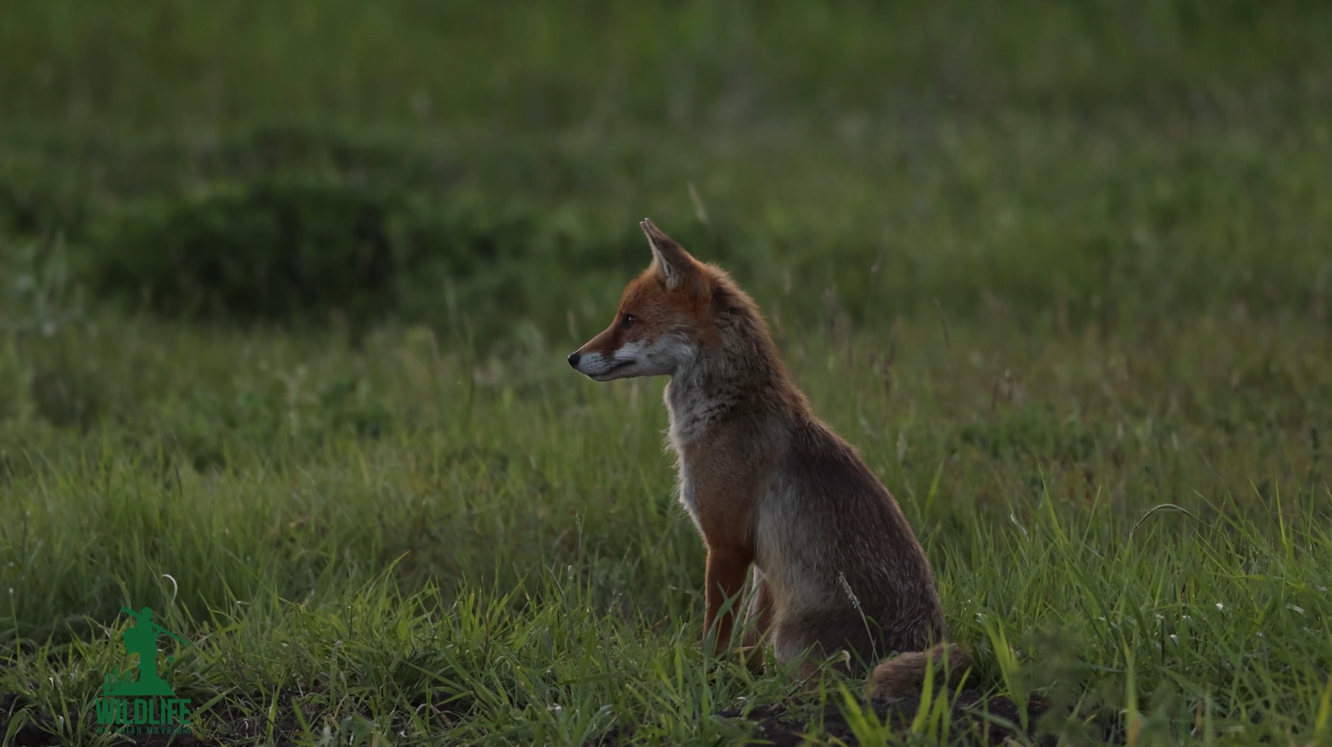 Në kërkim të dhelprës - Kaprolli i maleve tona - “Wildlife me Arian Mavriqin”