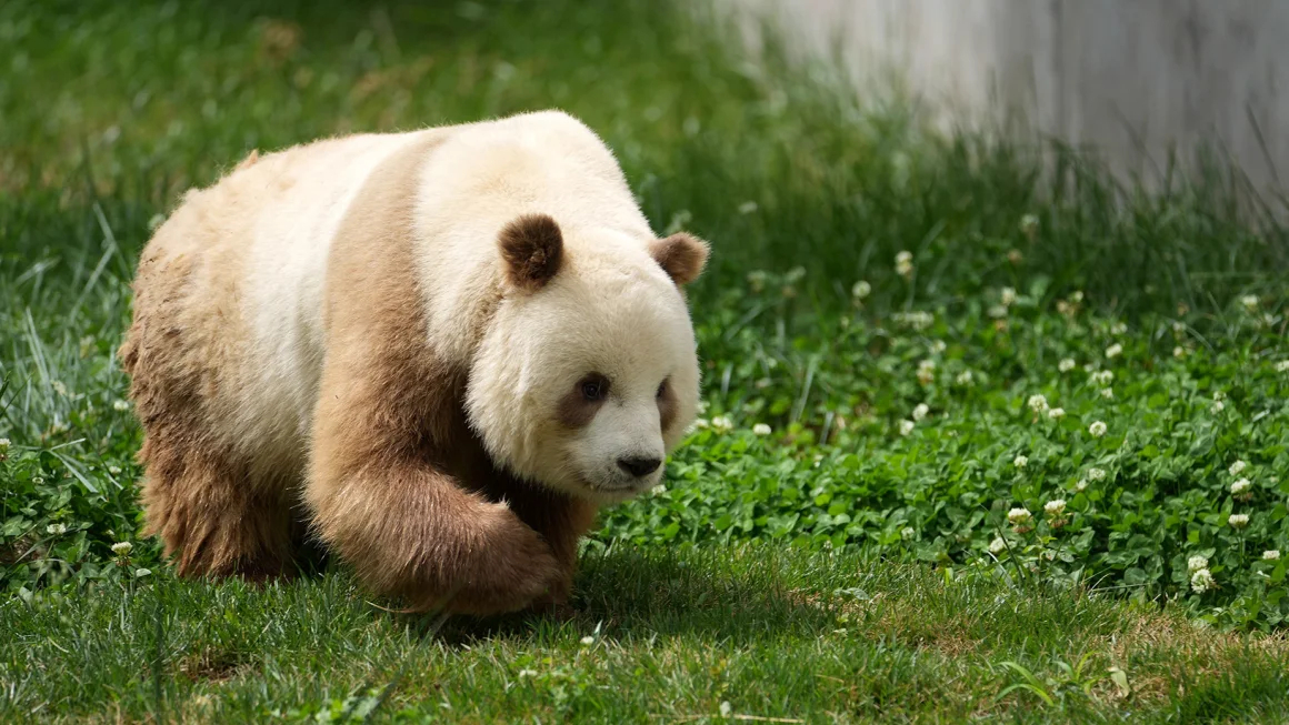 Tous les pandas ne sont pas noirs et blancs les chercheurs