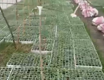 Sekuestrohen 37 mijë kubikë kanabisi në Shkodër