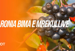 Aronia bima e mrekullive