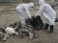 Punonjësit e bashkisë mbledhin pelikanë të vdekur nga gripi i shpendëve në plazhin Santa Maria në Lima, Peru