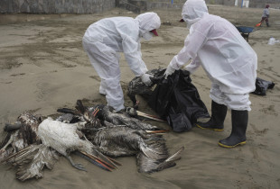Punonjësit e bashkisë mbledhin pelikanë të vdekur nga gripi i shpendëve në plazhin Santa Maria në Lima, Peru