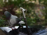 Mungesa e çezmave publike, qytetarët kritikë për komunën