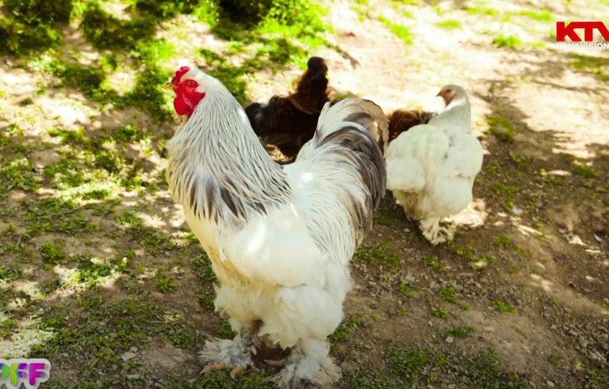 Programi Fluturues i Fëmijëve