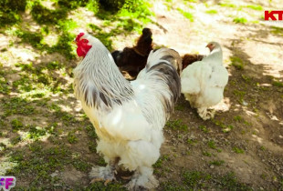 Programi Fluturues i Fëmijëve