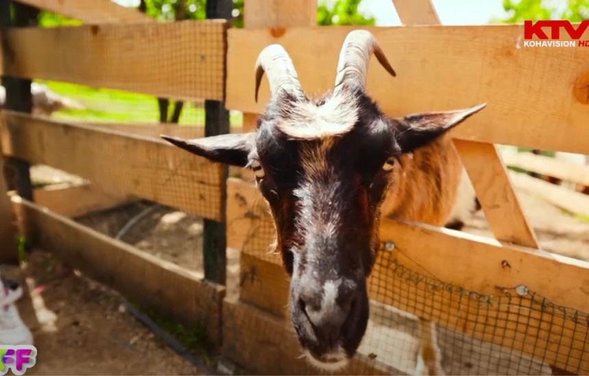 Programi Fluturues i Fëmijëve