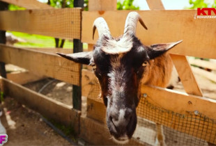 Programi Fluturues i Fëmijëve