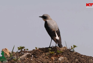 Bishtbardha e gurit (Oeanthe oeanthe)