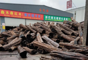 Trungjet e papërpunuara palisandër në portin e Shangait  - Foto: BBC