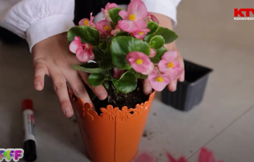 Programi Fluturues i Fëmijëve