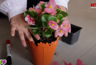 Programi Fluturues i Fëmijëve